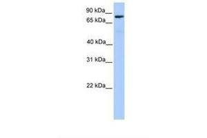 Image no. 1 for anti-Chromosome 12 Open Reading Frame 40 (C12orf40) (AA 146-195) antibody (ABIN6739443) (C12orf40 抗体  (AA 146-195))