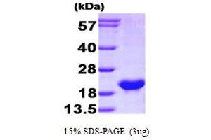 SDS-PAGE (SDS) image for BCL2-Like 2 (BCL2L2) (AA 1-172) protein (His tag) (ABIN666929) (BCL2L2 Protein (AA 1-172) (His tag))
