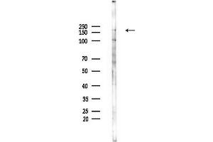 anti-Glutamate Receptor, Ionotropic, N-Methyl D-Aspartate 2D (GRIN2D) (Internal Region) antibody