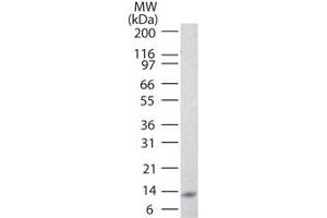 Image no. 1 for anti-Interleukin 25 (IL25) antibody (ABIN959944) (IL-25 抗体)