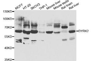 Western blot analysis of extracts of various cell lines, using DYRK2 antibody.