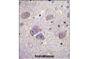 WDR27 Antibody (N-term) (ABIN655738 and ABIN2845185) immunohistochemistry analysis in formalin fixed and paraffin embedded human brain tissue followed by peroxidase conjugation of the secondary antibody and DAB staining. (WDR27 抗体  (N-Term))
