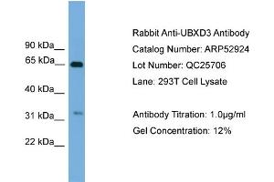 WB Suggested Anti-UBXD3  Antibody Titration: 0. (UBXN10 抗体  (Middle Region))