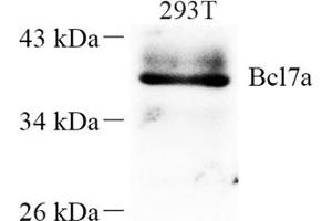 Western blot analysis of Bcl7a (ABIN7073173) at dilution of 1: 250 (BCL7A 抗体)