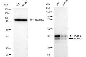 Western blotting analysis using PCBP2 antibody (ABIN7799871).