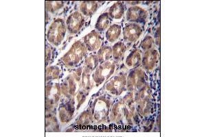 PCDHA12 Antibody (N-term) (ABIN657063 and ABIN2846227) immunohistochemistry analysis in formalin fixed and paraffin embedded human stomach tissue followed by peroxidase conjugation of the secondary antibody and DAB staining. (PCDHA12 抗体  (N-Term))