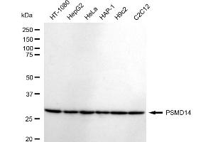 Western blotting analysis using PSMD14 antibody (ABIN7799947).