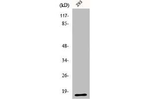 Western Blot analysis of 293 cells using ECP Polyclonal Antibody (RNASE3 抗体  (C-Term))