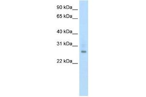 WB Suggested Anti-ATF1 Antibody Titration:  0. (AFT1 抗体  (N-Term))