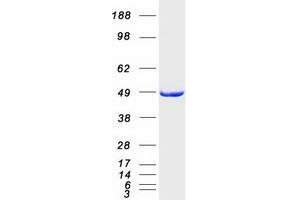 Western Blotting (WB) image for Integrin-Linked Kinase-Associated Serine/threonine Phosphatase 2C (ILKAP) protein (Myc-DYKDDDDK Tag) (ABIN2723412)