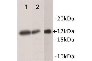 Western Blotting (WB) image for anti-Histone H3 (H3) antibody (ABIN1854916) (Histone 3 抗体)