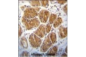 EIF2C2 Antibody (N-term) (ABIN650665 and ABIN2838088) immunohistochemistry analysis in formalin fixed and paraffin embedded human stomach tissue followed by peroxidase conjugation of the secondary antibody and DAB staining. (AGO2 抗体  (N-Term))