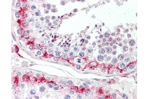 Anti-LYZL1 antibody IHC staining of human testis. (Lysozyme-Like 1 抗体  (N-Term))