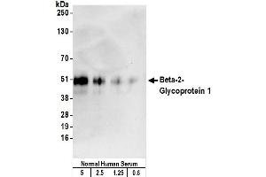 Western Blotting (WB) image for anti-Apolipoprotein H (Beta-2-Glycoprotein I) (APOH) antibody (ABIN7449659)