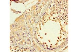 Immunohistochemistry of paraffin-embedded human testis tissue using ABIN7165770 at dilution of 1:100 (LTV1 抗体  (AA 201-475))