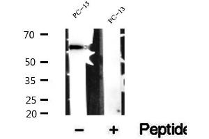 Western blot analysis of extracts of PC-13 cells, using SMOX antibody. (SMOX 抗体  (Internal Region))