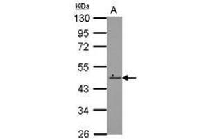 Image no. 1 for anti-Zinc Finger Protein 550 (ZNF550) (AA 37-290) antibody (ABIN1501849) (ZNF550 抗体  (AA 37-290))
