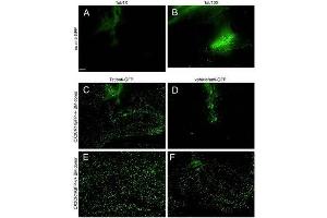 Immuno-Fluorescence of Biotin Mouse anti-GFP antibody. (GFP 抗体  (AA 246) (Biotin))