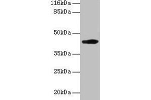 Western blot All lanes: H2-D1 antibody at 2 μg/mL + A549 whole cell lysate Secondary Goat polyclonal to rabbit IgG at 1/10000 dilution Predicted band size: 42 kDa Observed band size: 42 kDa (H2-D1 抗体  (AA 25-311))