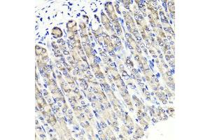 Immunohistochemistry of paraffin-embedded mouse stomach using MAPKBP1 antibody.