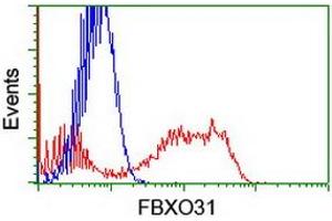 HEK293T cells transfected with either RC203518 overexpress plasmid (Red) or empty vector control plasmid (Blue) were immunostained by anti-FBXO31 antibody (ABIN2455309), and then analyzed by flow cytometry. (FBXO31 抗体)