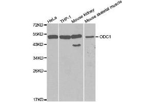Western blot analysis of extracts of various cell lines, using ODC1 antibody. (ODC1 抗体  (AA 1-280))