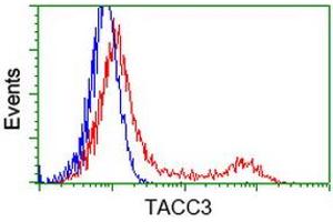 Image no. 5 for anti-Transforming, Acidic Coiled-Coil Containing Protein 3 (TACC3) antibody (ABIN1498095) (TACC3 抗体)