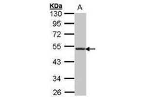 Image no. 1 for anti-Chemokine (C-X-C Motif) Receptor 5 (CXCR5) (AA 194-256) antibody (ABIN467397) (CXCR5 抗体  (AA 194-256))