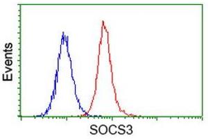 Flow cytometric Analysis of Hela cells, using anti-SOCS3 antibody (ABIN2454618), (Red), compared to a nonspecific negative control antibody, (Blue). (SOCS3 抗体)