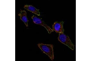 Confocal Immunofluorescent analysis of SK-OV-3 cells using AF488-labeled EpCAM Mouse Monoclonal Antibody (EGP40/826) (Green). (EpCAM 抗体  (N-Term))