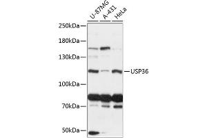 Western blot analysis of extracts of various cell lines, using USP36 antibody (ABIN6128894, ABIN6150019, ABIN6150020 and ABIN6216987) at 1:3000 dilution. (USP36 抗体  (AA 1-120))