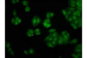 Immunofluorescence (IF) image for anti-Peptidyl Prolyl Cis/Trans Isomerase NIMA Interacting 4 Protein (PIN4) (AA 1-131) antibody (ABIN7162855)