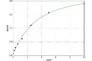 Stathmin 1 (STMN1) ELISA Kit