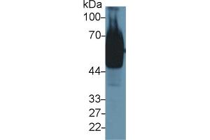 Western Blot; Sample: Mouse Stomach lysate; Primary Ab: 1µg/ml Rabbit Anti-Mouse GP73 Antibody Second Ab: 0. (GOLM1 抗体  (AA 133-379))