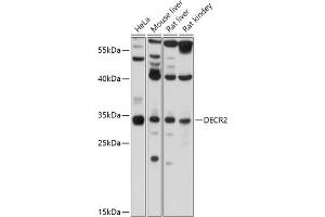Western blot analysis of extracts of various cell lines, using DECR2 antibody (ABIN7265318) at 1:1000 dilution. (DECR2 抗体  (AA 140-240))