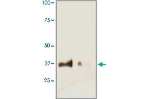 Tissue lysate from mouse heart was resolved onto 12% SDS-PAGE and transferred onto NC Membrane, then probed by TNNT2 polyclonal antibody  at 1 : 500, right lane. (Cardiac Troponin T2 抗体)