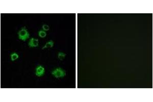 Immunofluorescence analysis of MCF7 cells, using HCRTR1 Antibody.