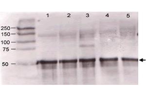 Immunoblotting of Angpt1 polyclonal antibody  was used at a 1:500 dilution to detect mouse Angptl1 by western blot against supernatants of mouse angiopoietin-expressing endothelial cells. (Angiopoietin 1 抗体  (N-Term))