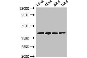 Western Blot Positive WB detected in Recombinant protein All lanes: pepF antibody at 2. (PepF (AA 1-210) 抗体)