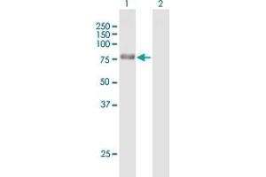 Western Blot analysis of NCDN expression in transfected 293T cell line by NCDN MaxPab polyclonal antibody. (NCDN 抗体  (AA 1-729))