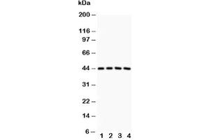Western blot testing of SIRT3 antibody and Lane 1:  rat spleen;  2: human placenta;  3: HeLa;  4: COLO320 (SIRT3 抗体  (AA 66-399))