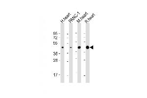 All lanes : Anti-WNT5A Antibody (Center) at 1:2000 dilution Lane 1: human heart lysate Lane 2: NC-1 whole cell lysate Lane 3: mouse heart lysate Lane 4: rat heart lysate Lysates/proteins at 20 μg per lane. (WNT5A 抗体  (AA 185-213))