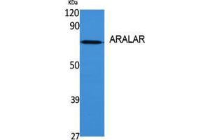 Western Blot (WB) analysis of specific cells using ARALAR Polyclonal Antibody.