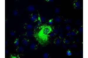 Anti-PROM2 mouse monoclonal antibody (ABIN2452584) immunofluorescent staining of COS7 cells transiently transfected by pCMV6-ENTRY PROM2 (RC211605). (Prominin 2 抗体)