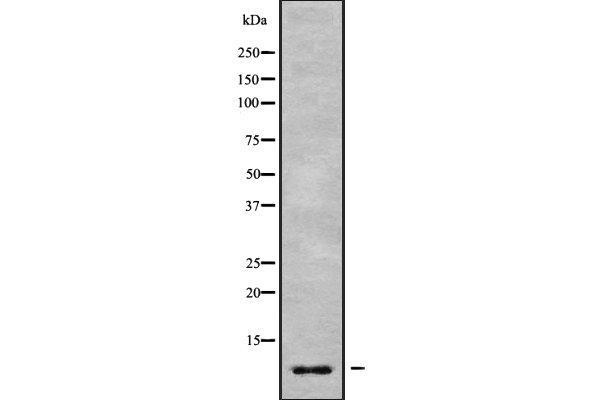 GNG7 抗体  (Internal Region)
