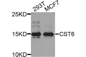 Western blot analysis of extract of various cells, using CST6 antibody. (CST6 抗体)