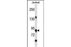 Western blot analysis in Jurkat cell line lysates (35ug/lane). (PTPRN 抗体  (AA 288-316))