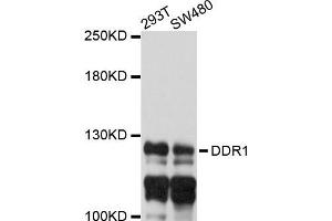 Western blot analysis of extracts of 293T and SW480 cells, using DDR1 antibody. (DDR1 抗体)