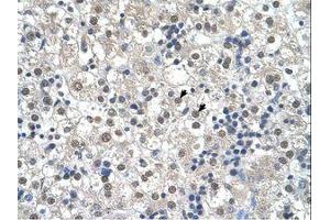 Image no. 1 for anti-Reticulon 2 (RTN2) (N-Term) antibody (ABIN321128) (Reticulon 2 抗体  (N-Term))