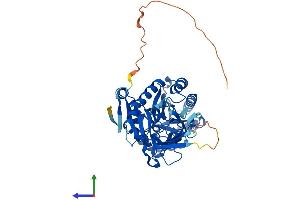 Protein Structure (PS) image for Ornithine Decarboxylase 1 (ODC1) (AA 1-461) protein (His tag) (ABIN7562722)